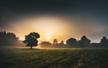 Trees in misty field at sunrise