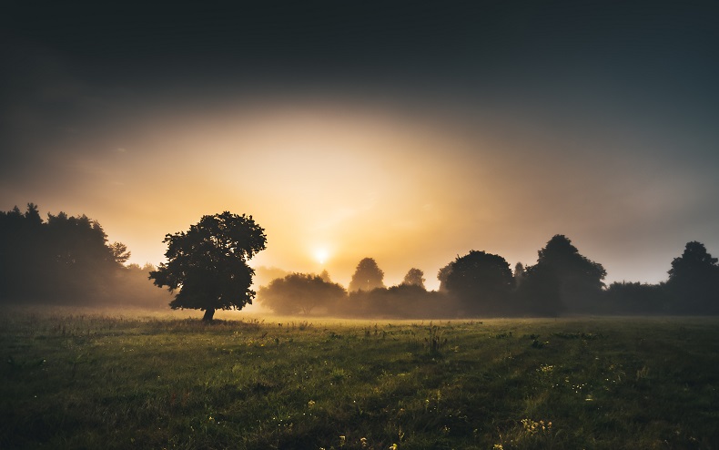 Trees in misty field at sunrise