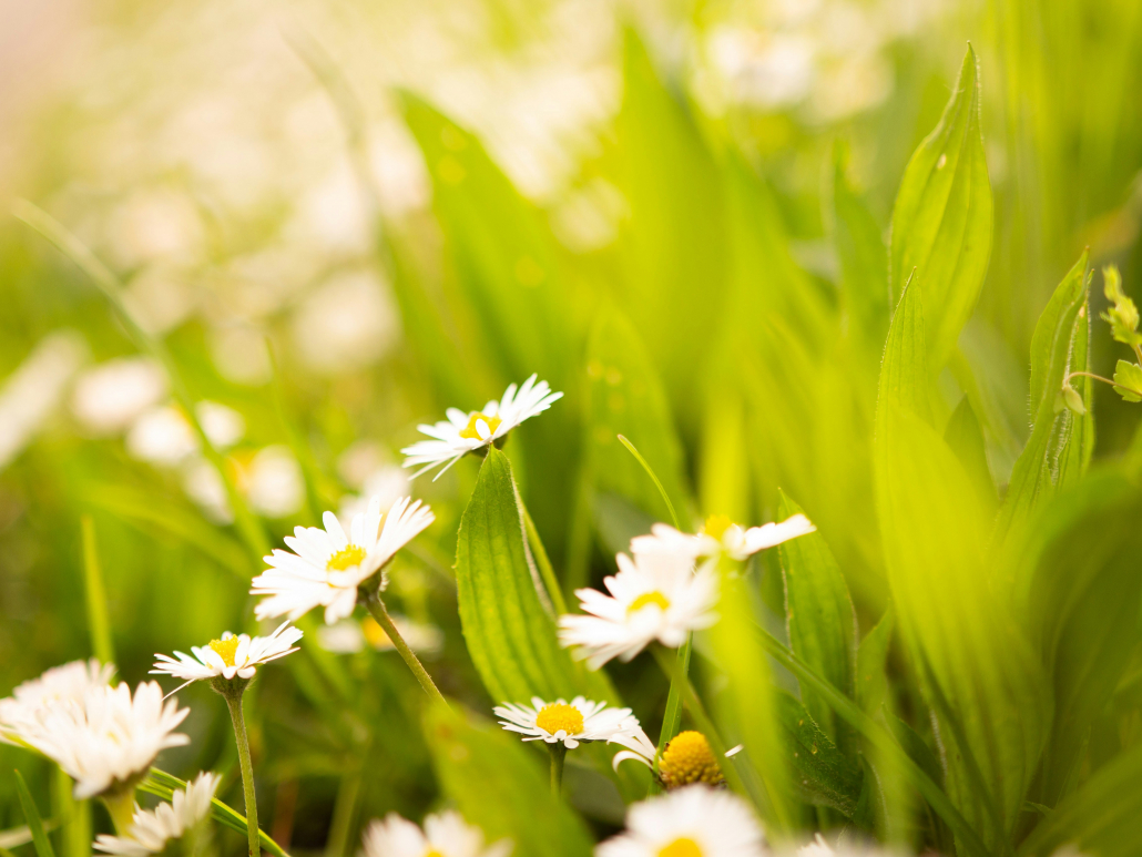 springtime grass and daisies