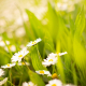 springtime grass and daisies