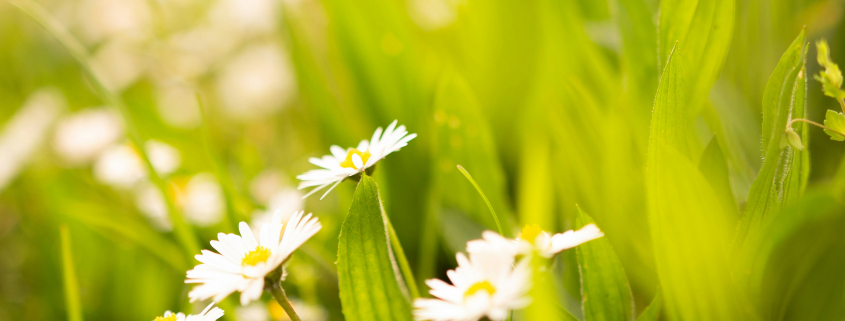 springtime grass and daisies
