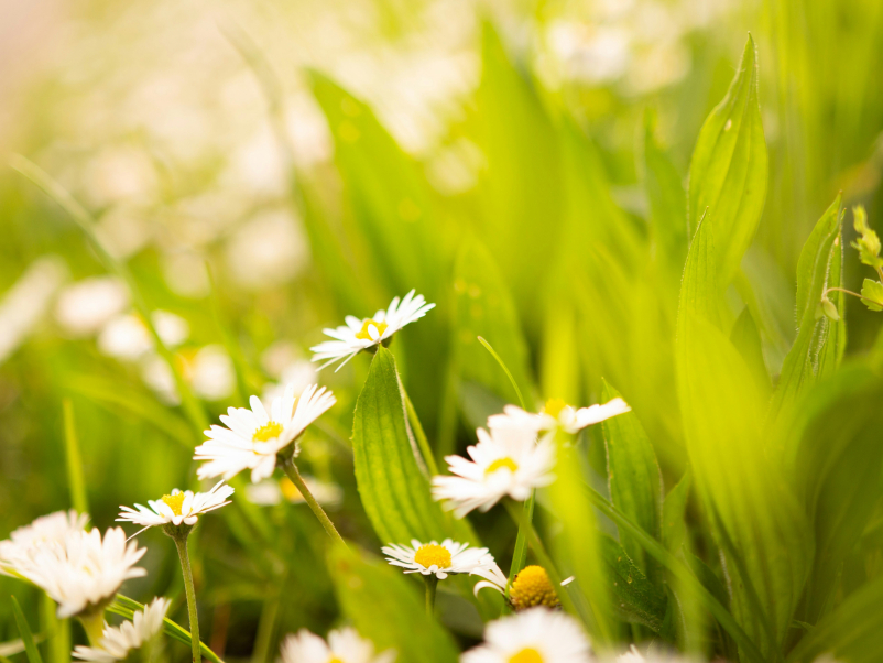 springtime grass and daisies