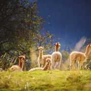 Group of alpacas on farmland