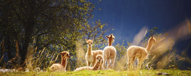 Group of alpacas on farmland