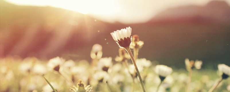 Field of flowers at sunrise