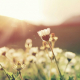 Field of flowers at sunrise