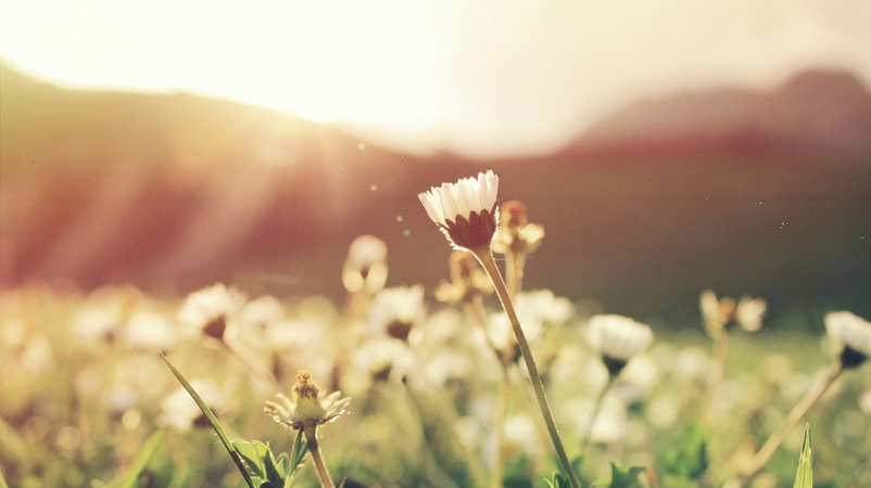 Field of flowers at sunrise